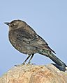 Brewer's Blackbird - female