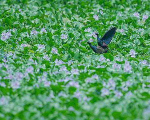 Bronze-winged jacana bySaptarshiGayen