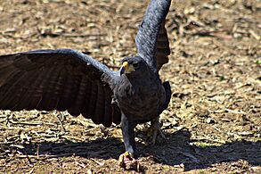 Buteogallus urubitinga -Apure State, Venezuela-8