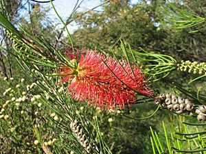 Callistemon teretifolius.jpg