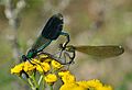 Calopteryx splendens qtl7