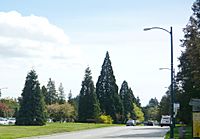 Cambie Street Median.JPG