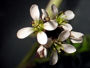 Cardamine hirsuta NRM