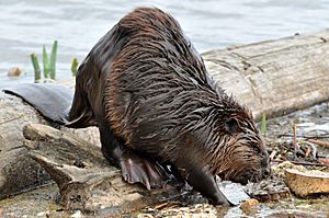 Castor canadensis1