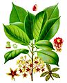 Cola acuminata - Köhler–s Medizinal-Pflanzen-183