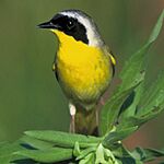 Commonyellowthroat159