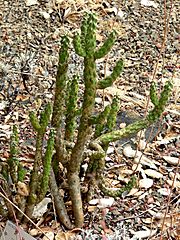 Cylindropuntia californica 1.jpg