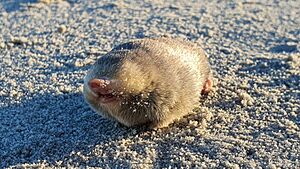 De Winton's golden mole.jpg