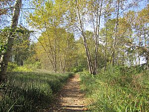 Deas Island in fall