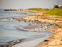 Delaware Bay Villas NJ.JPG