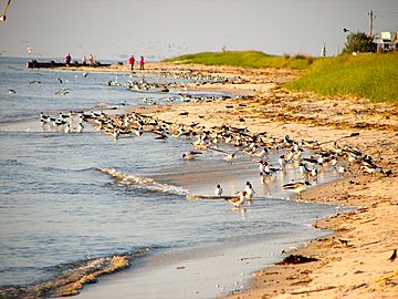 Delaware Bay Villas NJ