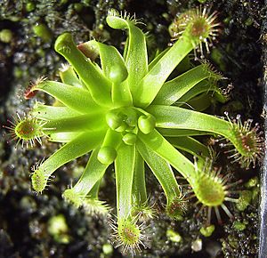 Drosera stenopetala.jpg