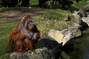 Dublin zoo Orangutang 2011