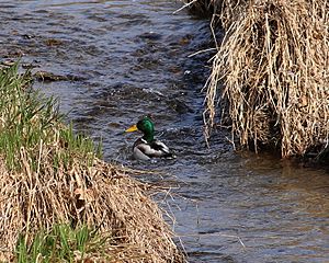 Duck in Broad Run