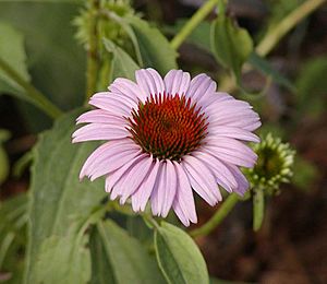 Echinacea purpurea flower.jpg