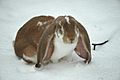 English Lop Rabbit