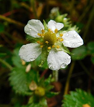 Fragaria moupinensis.jpg