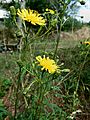 GT Narrow-Leaved Hawksbeard beside old Acton Curve