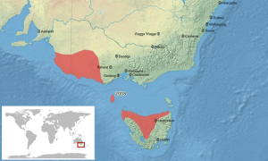 Geocrinia laevis map-fr.svg