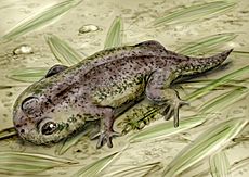 Gerobatrachus NT