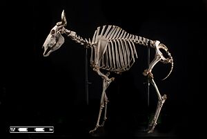 Gnu skeleton at MAV-USP