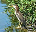 Green Heron4