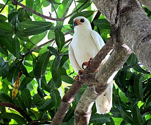 Grey goshawk (Accipiter novaehollandiae) white morph 6743