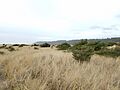 Grassy field with shrubs and distant trees