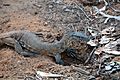 Heath goanna Varanus rosenbergii (8271134190)