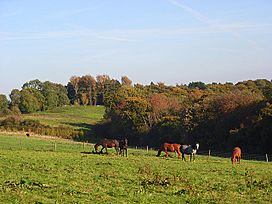 Hillside, Radnage - geograph.org.uk - 1014623.jpg