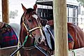 Horse in stables