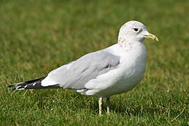 Larus canus winter plumage