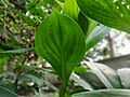 Leaf of Cheilocostus speciosus