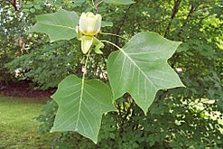 Liriodendron tulipifera - Hamburg (2)