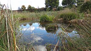 Long Lane Pasture pond