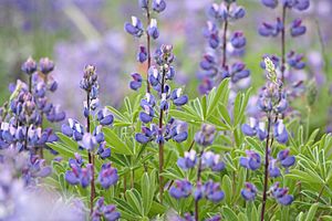 Lupinus latifolius 6013