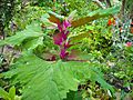 MagentaSpreen Chenopodium giganteum EdibleOffice