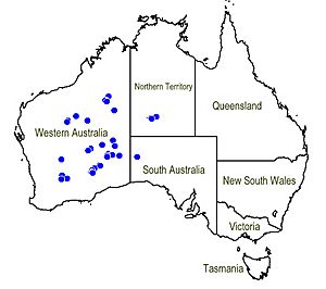 Map.Pityrodia loricata.jpg