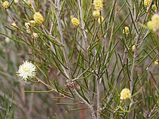 Melaleuca uncinata (flowers)