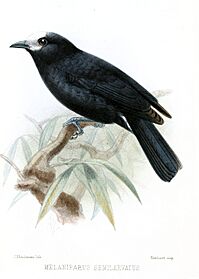 MelaniparusSemilarvatusKeulemans