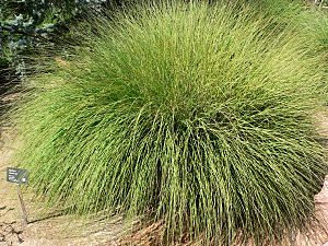 Muhlenbergia rigens form.jpg