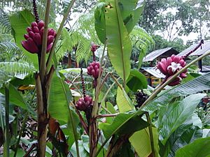 Musa velutina ? Puyo in Ecuador