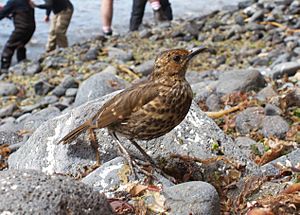 Nesocichla eremita -Inaccessible Island, cropped