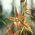 Odontoglossum cordatum01