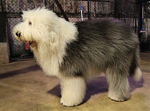 Old English Sheepdog (side).jpg