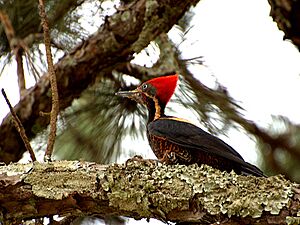 PICA-PAU-DE-BANDA-BRANCA (Dryocopus lineatus).jpg