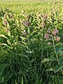 PXL 20210701 002222472 COMMON MILKWEED