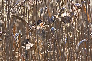 Panurus biarmicus flock