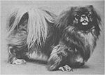 Pekingese1904