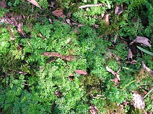 Pignut at Kilmaurs